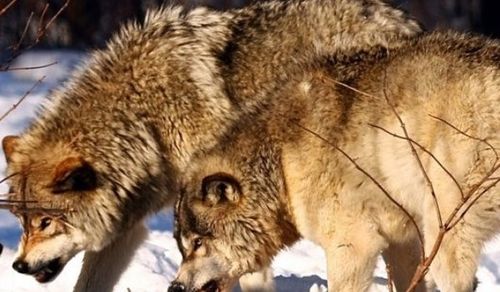 Тывада азыг диштиг араатанның санын ам-даа эвээжедир