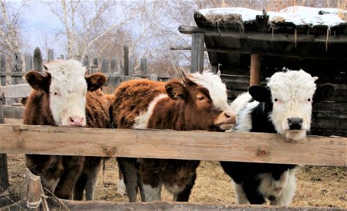 В Туве активно проводится учет и идентификация сельскохозяйственных животных