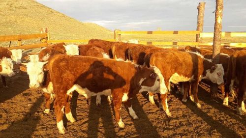 Еравнинские бычки приехали жить в Туву