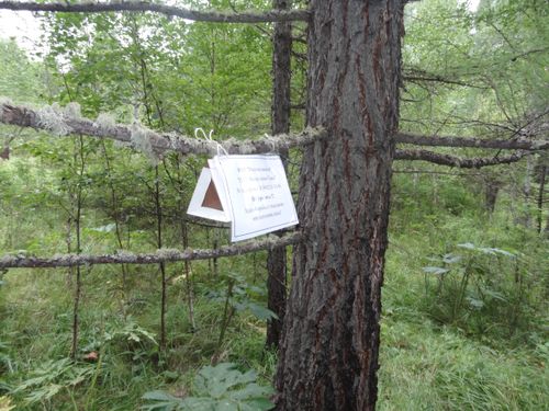 В ТУВЕ СТАРТОВАЛ ФЕРОМОННЫЙ НАДЗОР ЗА  НЕПАРНЫМ ШЕЛКОПРЯДОМ