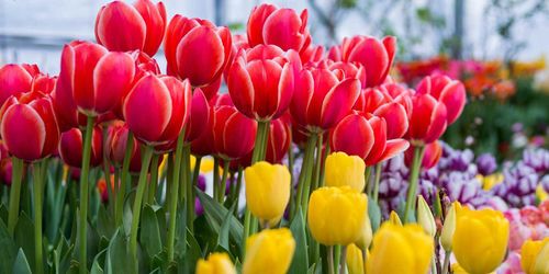 В Кызыле откроется ярмарка тюльпанов