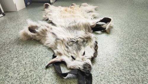 На российско-монгольской границе таможенники пресекли вывоз накидки из шкуры волка