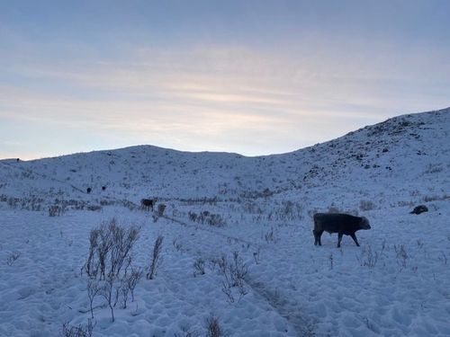 Таӊды биле Эрзин кожуунда – кадат чок мал