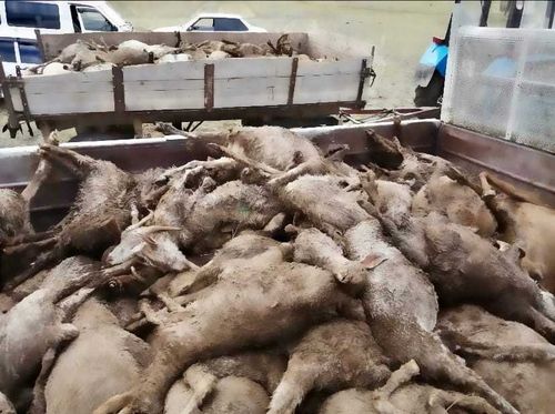 В Туве устанавливаются причины массового падежа скота