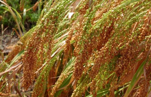 Тарааның тывылганы