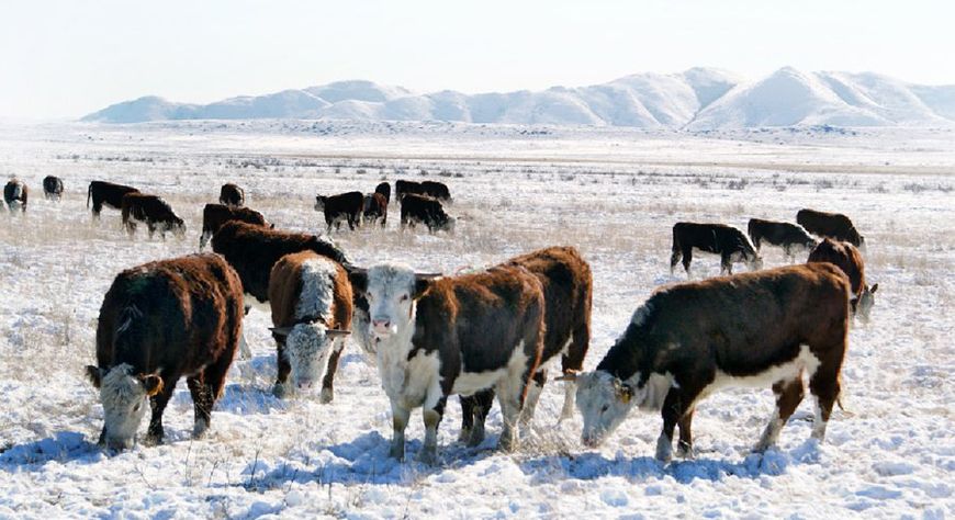 Мал продукциязын бүдүрери көвүдээр