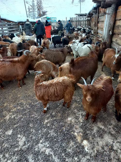 Тывада тыва уксаалыг өшкүлер саны чежел?