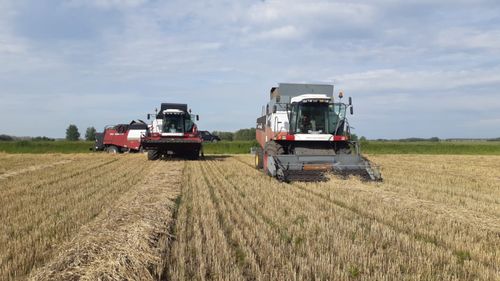 В зерноводческих районах Тувы продолжается уборочная страда