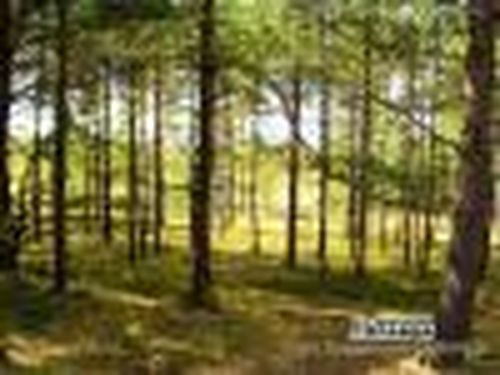 Лес с огнём не дружит