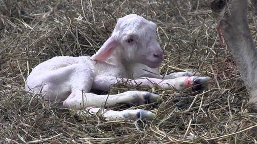 В Туве родились более 60 тысяч ягнят и козлят  