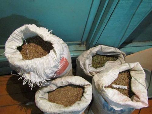 Ударная доза. Полиция Тувы изъяла 24 килограмма марихуаны 