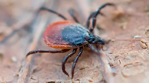 Кыштың чылыг эрткени-биле