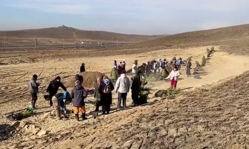 У подножья горы Догээ состоялась высадка сосен на аллее Славы