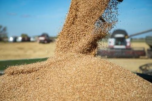 ТУВИНСКИЕ АГРАРИИ ПРИСТУПИЛИ К УБОРКЕ УРОЖАЯ ЗЕРНОВЫХ И КОРМОВЫХ КУЛЬТУР