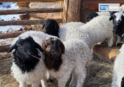 Тываның мал ажыл-агыйларында мал оолдаашкыны дооступ турар