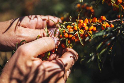 Потерявшийся при сборе облепихи найден в Эрзинском районе