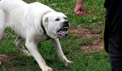 Ыт ызырарга – акша