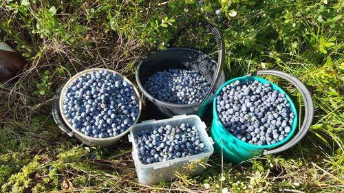 Сборщики ягод и трав – новая профессия Тувы