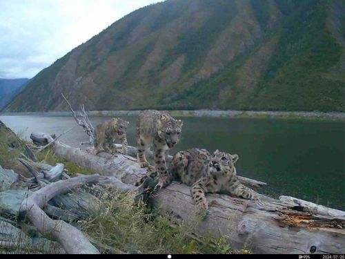 Вечный хранитель гор