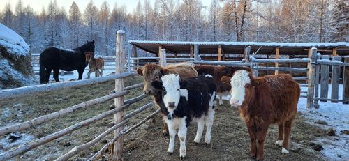 Араттар черни хөлезилеп-даа, хуужудуп-даа болур.