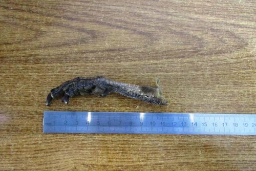 Красноярская таможня сообщила о результатах работы на российско-монгольской границе в Туве в 2025 году