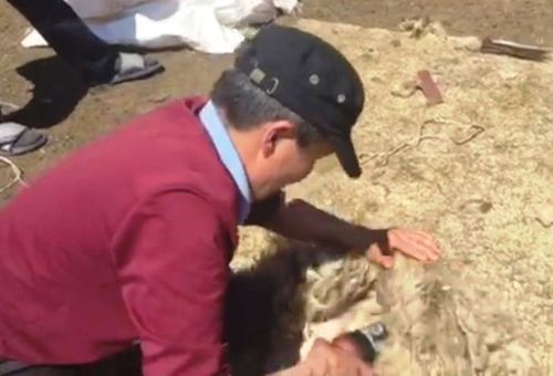 Бир хойну сес минута дургузунда кыргаан