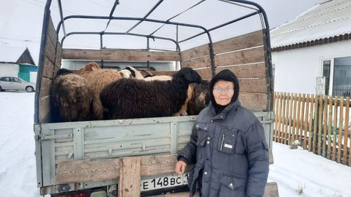 Энерел сеткилдиг хоочун эне шээр малды дамчыткан