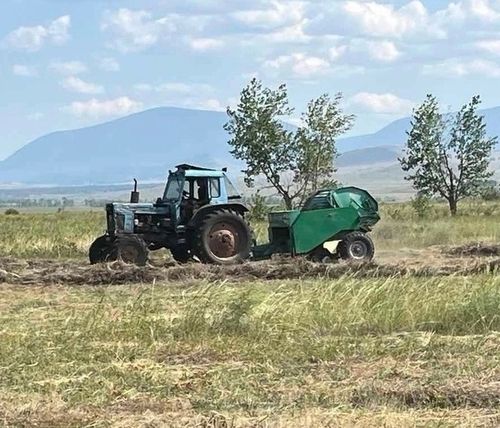 Улуг-Хемде 600 ажыг тонна сигенни кезип, мал чемин белеткээн