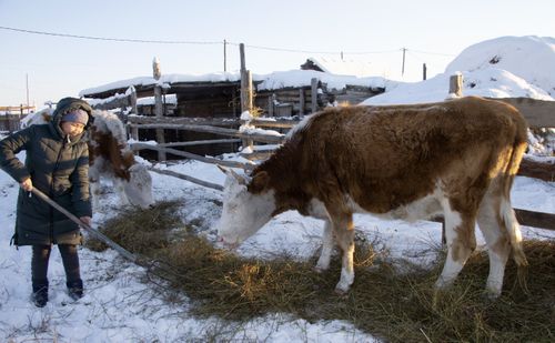 Езулуг-ла чемгерикчивис