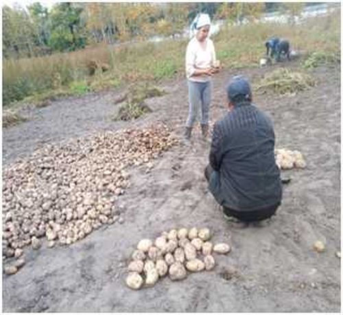 Урожай социального картофеля собрали в Каа-Хемском районе
