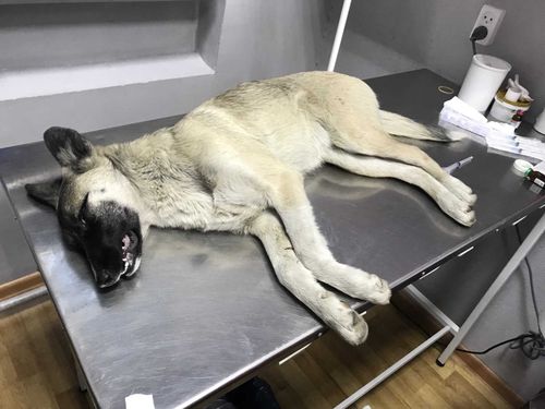 Кто запустил машину смерти в Кызыле?