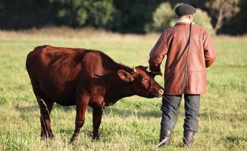 В Туве осудили скотокрада за кражу коров из Монголии