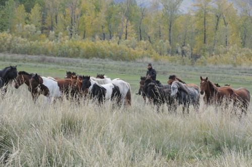 В ЧАА-ХОЛЕ ПРОХОДЯТ МЕРОПРИЯТИЯ, ПОСВЯЩЕННЫЕ ДНЮ РАБОТНИКОВ СЕЛЬСКОГО ХОЗЯЙСТВА