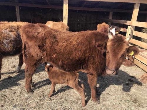 Как животноводам Тувы удается разводить и содержать коров калмыцкой породы