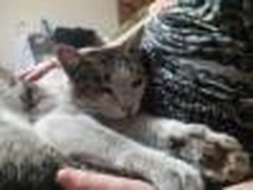 Он вернулся домой