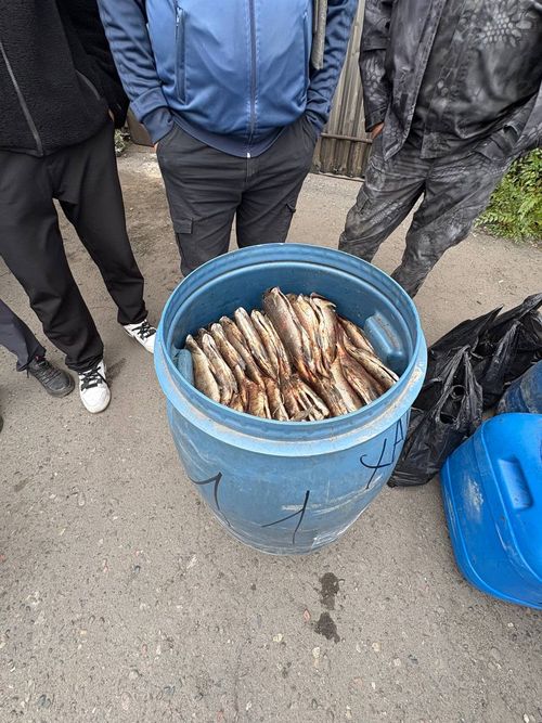 УФСБ России по Республике Тыва пресечена противоправная деятельность граждан России, причастных к сбыту продовольственных товаров без маркировки