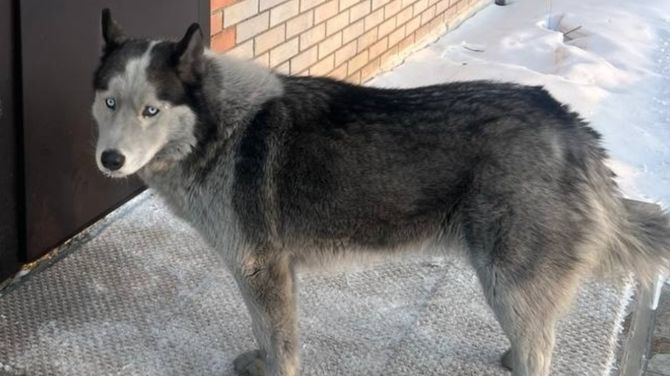 Тыва Хатико: Шынчы өңнүк ээзин манавышаан