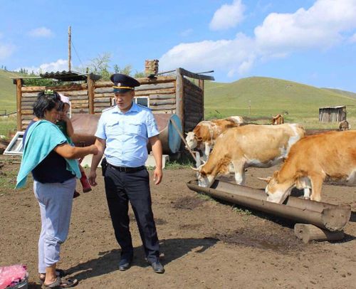 Виновницы аварий – корова и овца