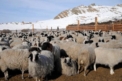 Все внимание на зимовку