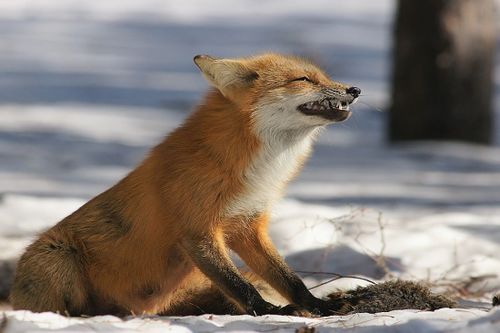 В местечке Саргал Каа-Хемского района Тувы введен карантин из-за бешенства