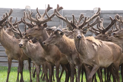 В Туве начался сезон заготовки маральих пантов
