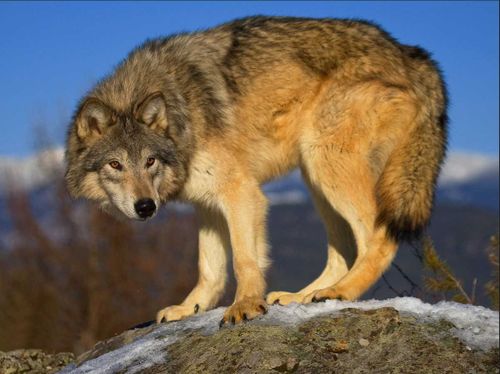 Охота на волков. В Туве объявлен конкурс на добычу серых хищников