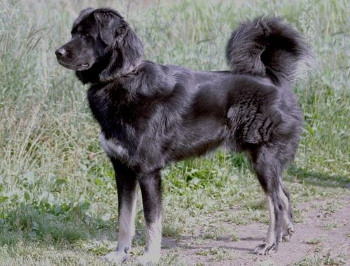 Ховар тыва ыт