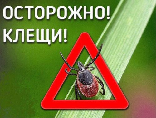 В Туве начался мониторинг за активностью клещей