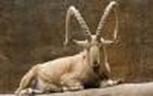 Не стреляйте в козерога