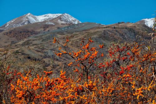 В двух районах Тувы закладывают облепиховые плантации