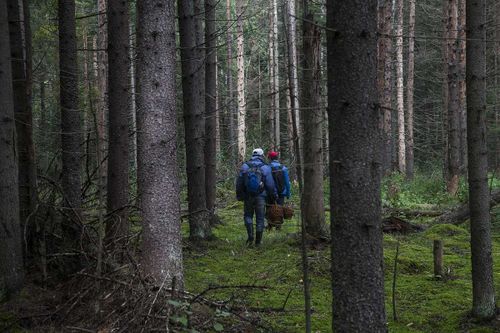 В Туве ведутся поиски грибников