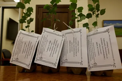 В Кызыле высадят саженцы Сталинградского тополя, сообщают в министерстве лесного хозяйства и природопользования Тувы.