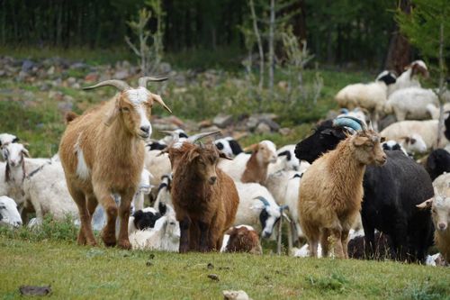 Глава Тувы поздравил работников сельского хозяйства с профессиональным праздником