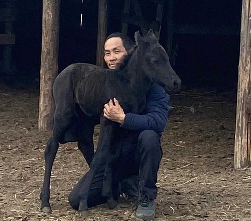 В табуне Духового оркестра Тувы родился первый жеребенок